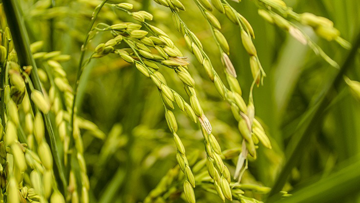 Arroz Clearfield
