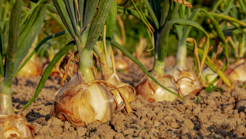 Cebolla