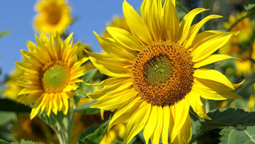 Girasol Clearfield