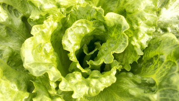 Lechuga