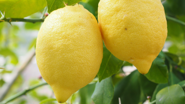 Limonero