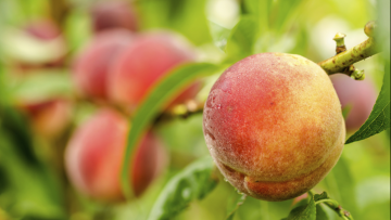 Frutales de hueso