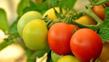 Tomate