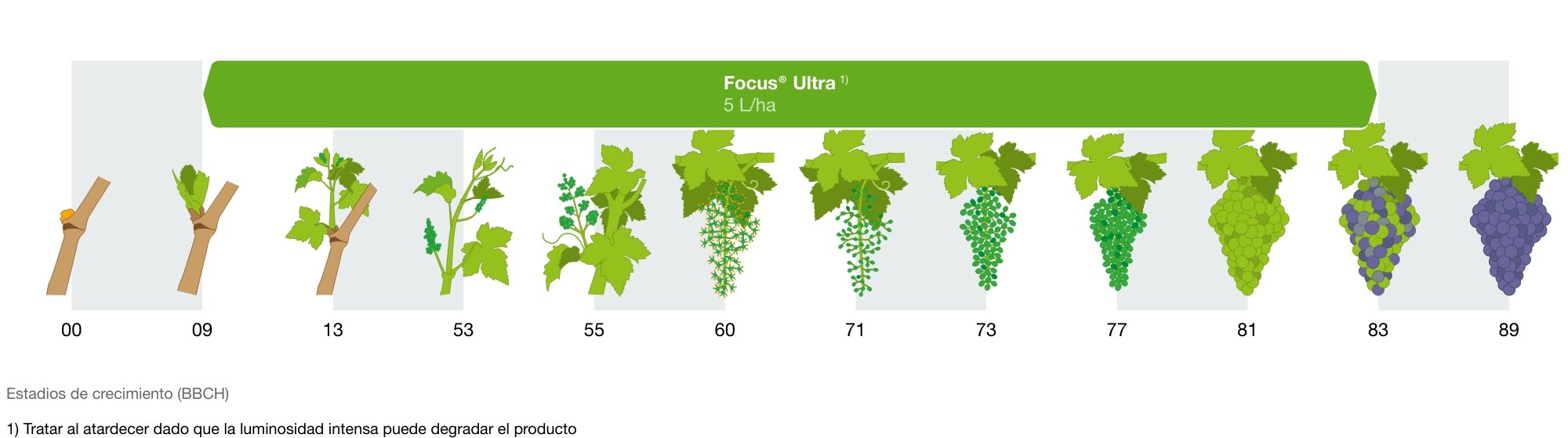 Malas hierbas gramíneas anuales y vivaces en Viña