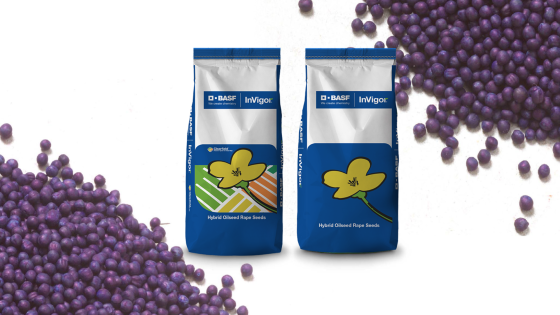 Semillas de colza InVigor®