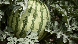 Agricultura sostenible