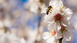 BASF y las abejas