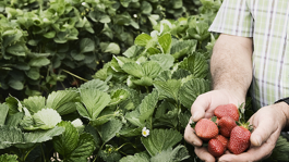 Residuos en alimentos y estándares secundarios