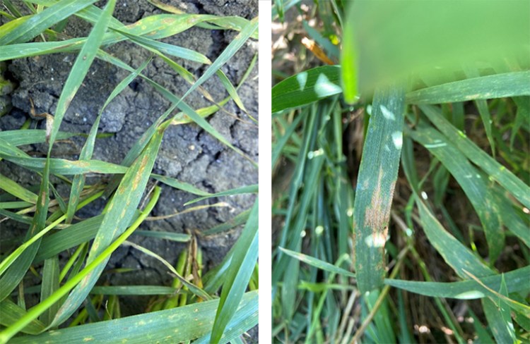 Síntomas de Zymoseptoria tritici en trigo duro en Jerez de la Frontera