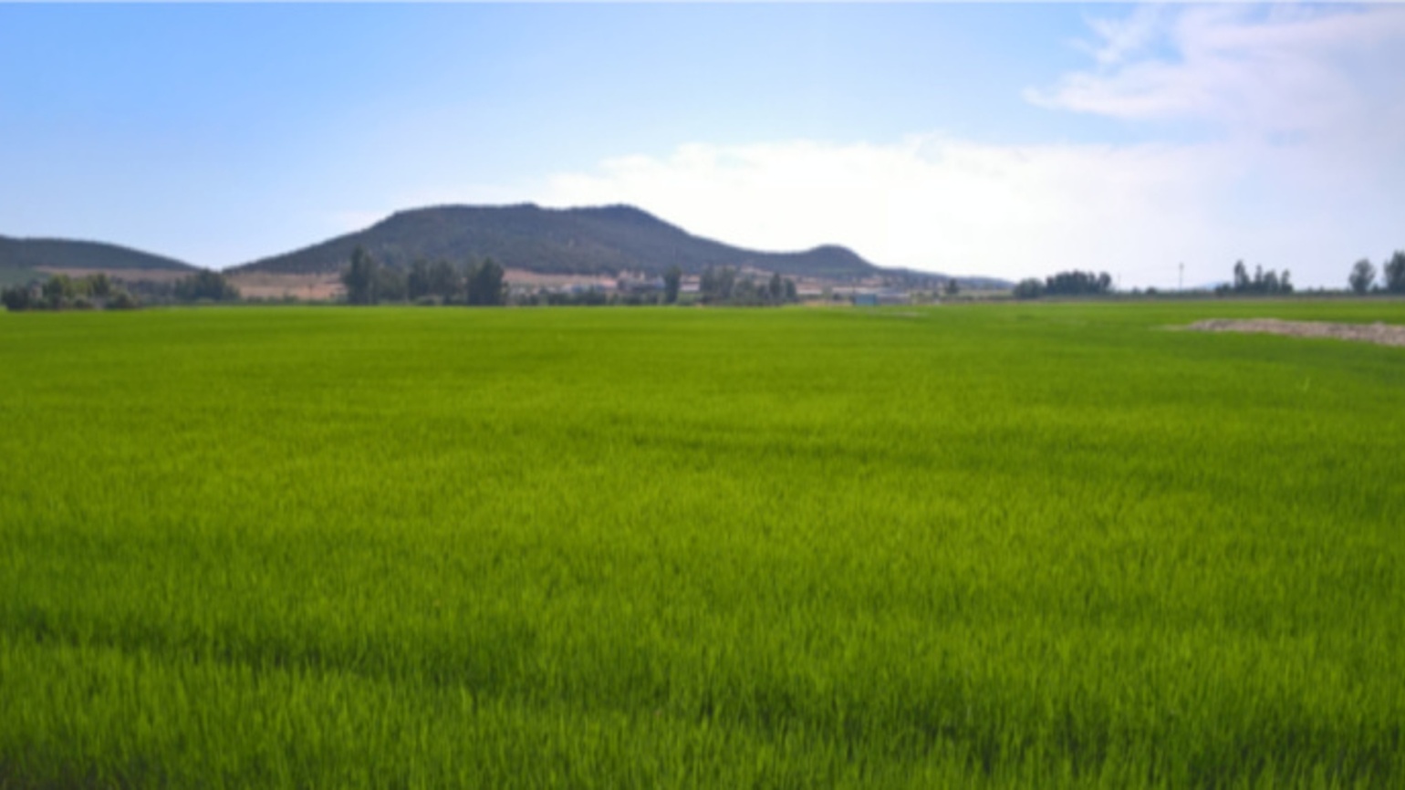 Resistencias De Malas Hierbas A Herbicidas En El Cultivo Del Arroz