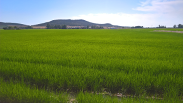Resistencias de malas hierbas a herbicidas en el cultivo del arroz