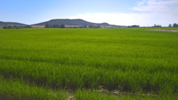 Arroz Clearfield®
