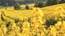 El cultivo de la colza
