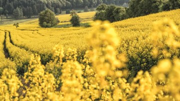 El cultivo de la colza