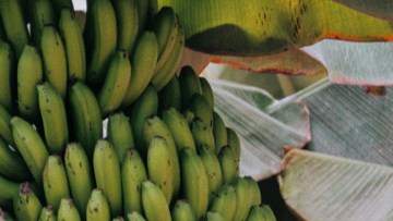 Bananas