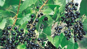 Grosella negra