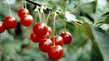 Cereza