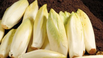 Radicchio