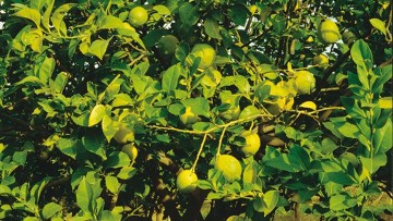 Híbridos cítricos