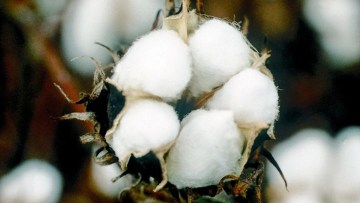 El cultivo del algodón en España: Principales enfermedades