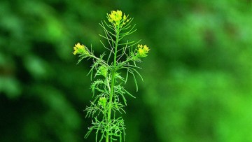 Plantas medicinales