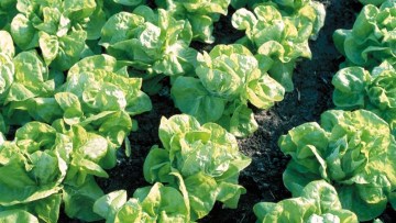 Lechuga de brotes tiernos