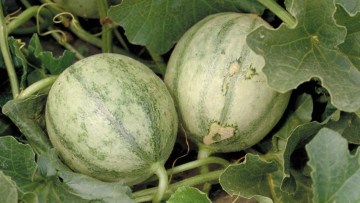 Melón