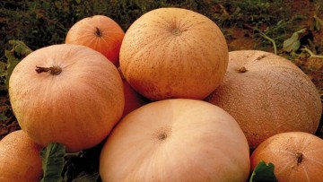 Calabaza turbante