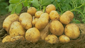 Semillas de patata