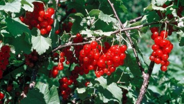 Grosella blanca