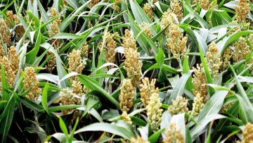 Sorgo