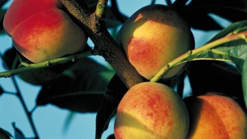Nectarina